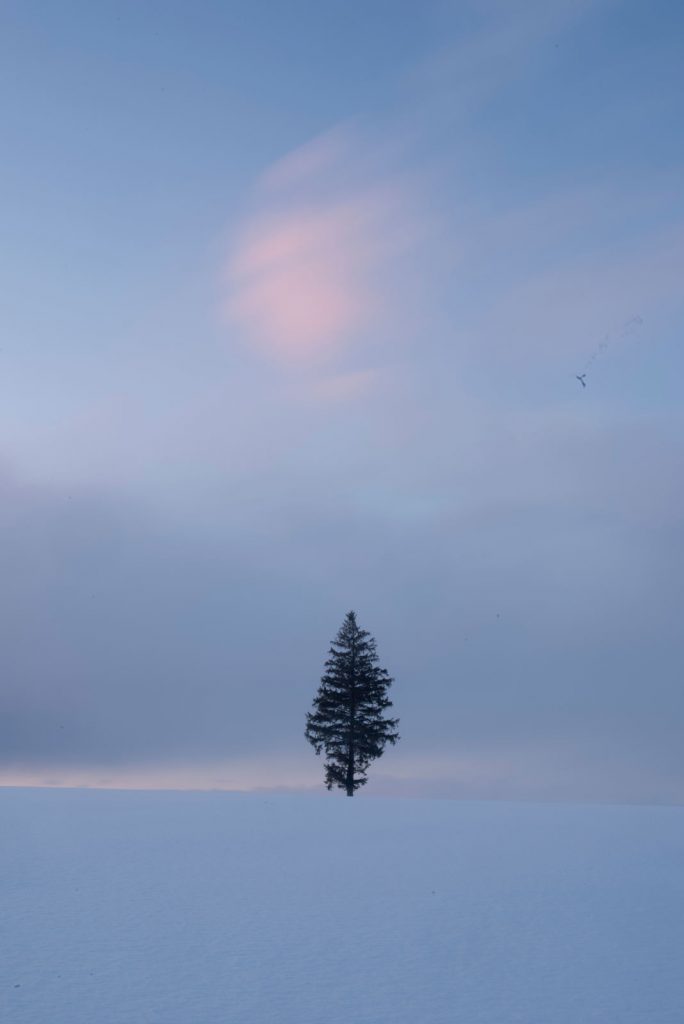 Lone tree in the Hokkaido snow