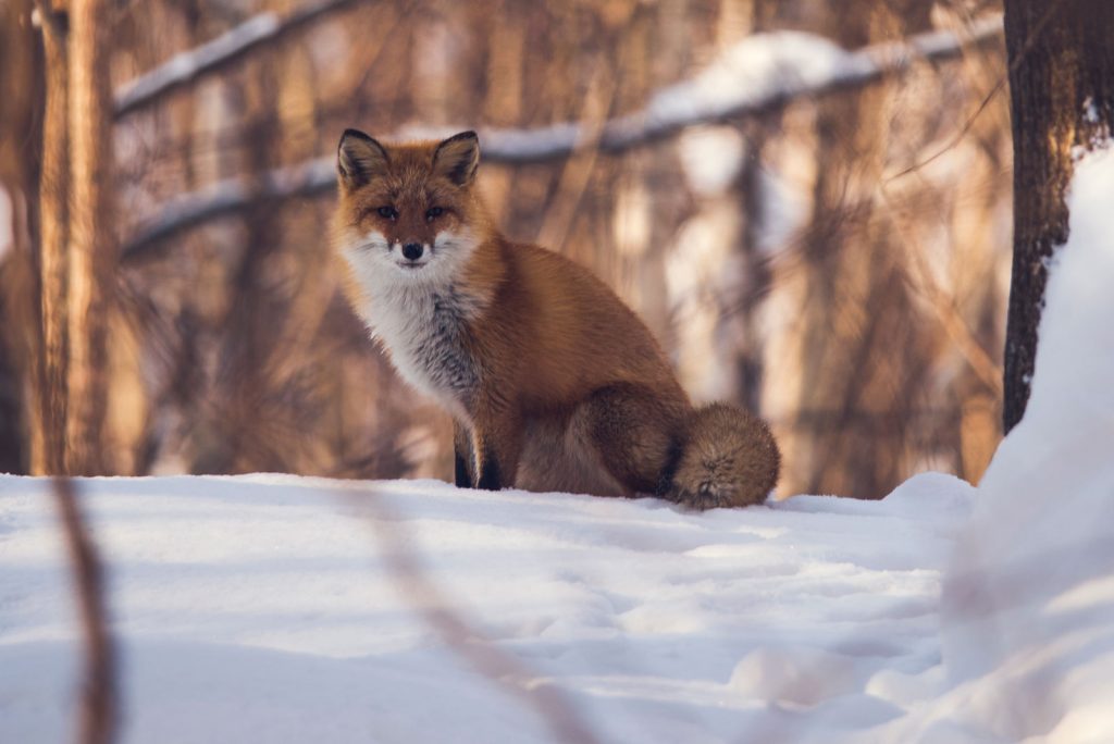 Ezo red fox in the snow, Hokkaido