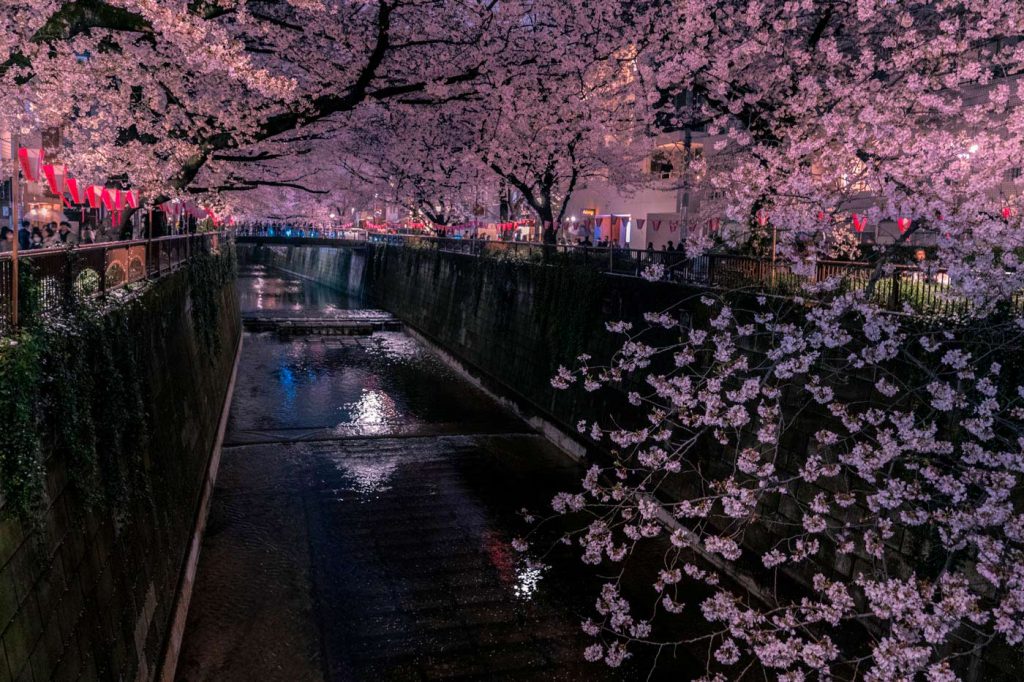 Meguro River cherry blossoms at night, Tokyo