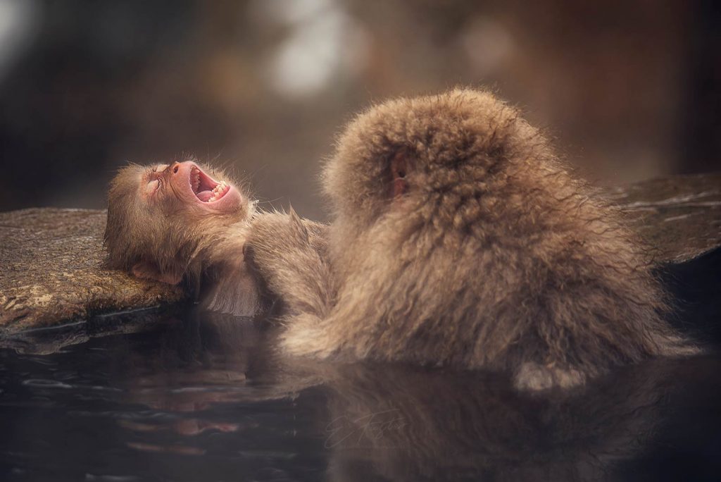Snow monkeys at Jigokudani, Japan
